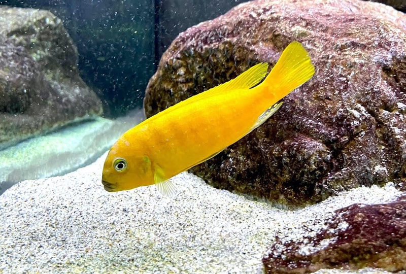 Maylandia sp. 'zebra gold' Lion's Cove